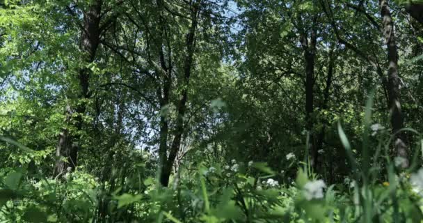 夏の晴れた日の森の絵のような景色 — ストック動画