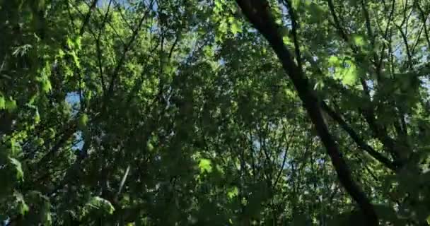 Vue Pittoresque Forêt Journée Ensoleillée Été — Video