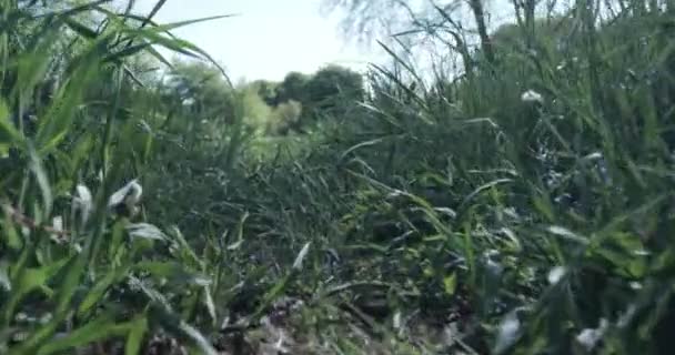 Groen Gras Paardebloemen Weide Zonnige Zomerdag — Stockvideo