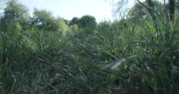 Groen Gras Paardebloemen Weide Zonnige Zomerdag — Stockvideo