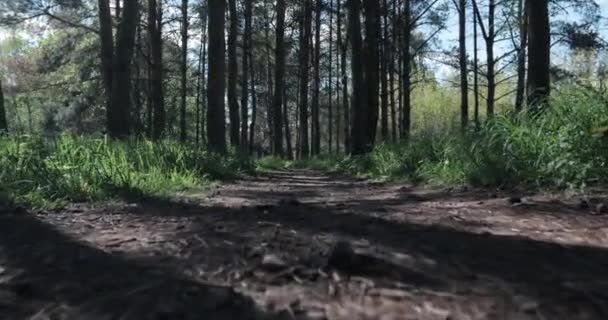 Vista Pitoresca Floresta Dia Ensolarado Verão — Vídeo de Stock