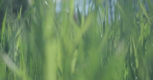 夏日阳光明媚的草地上的绿草 — 图库视频影像