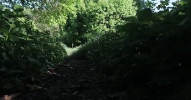 Yazın güneşli bir günde çayır üzerindeki yeşil çimenler 