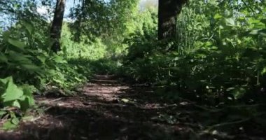 Güneşli yaz gününde ormanın resimli manzarası