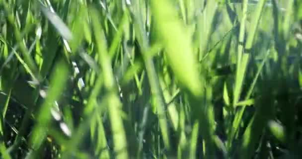Yazın Güneşli Bir Günde Çayır Üzerindeki Yeşil Çimenler — Stok video