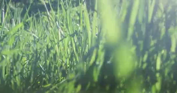 Зеленая Трава Лугу Летний Солнечный День — стоковое видео