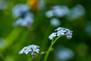 Güneşli bir günde çiçekli ve çimenli yaz tarlası