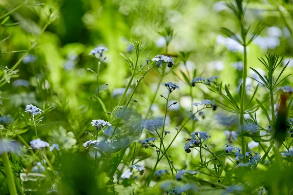 Campo Verão Com Flores Grama Dia Ensolarado — Fotografia de Stock