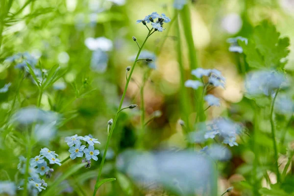 Sommarfält Med Blommor Och Gräs Solig Dag — Stockfoto