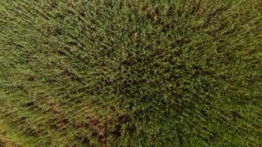 Güneşli yaz gününde tarımın havadan görünüşü