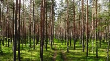 Güneşli yaz gününde ormanın resimli manzarası