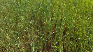 Güneşli yaz gününde tarımın havadan görünüşü