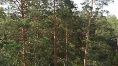 Güneşli yaz gününde ormanın resimli manzarası