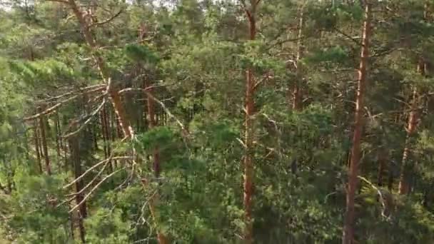 Pintoresca Vista Del Bosque Verano Día Soleado — Vídeo de stock