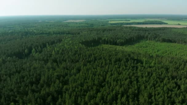 Vanuit Lucht Uitzicht Het Bos Zonnige Zomerdag — Stockvideo