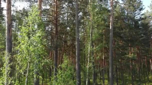 Vue Pittoresque Forêt Journée Ensoleillée Été — Video