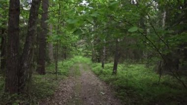 Güneşli yaz gününde ormanın resimli manzarası
