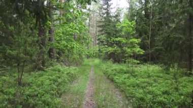 Güneşli yaz gününde ormanın resimli manzarası