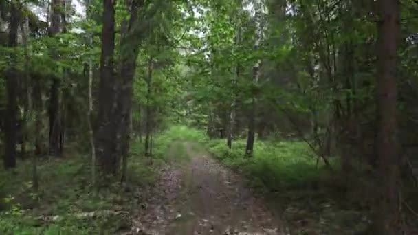 Vista Pitoresca Floresta Dia Ensolarado Verão — Vídeo de Stock