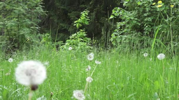 春日阳光明媚的草地上长满蒲公英的风景画 — 图库视频影像