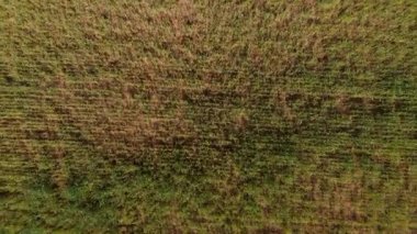 Güneşli yaz gününde tarımın havadan görünüşü