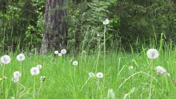 vue pittoresque sur les pissenlits poussant dans la prairie verte du printemps au printemps jour ensoleillé 