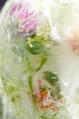 Buzda çiçekler ve yapraklar, yakın görüş 