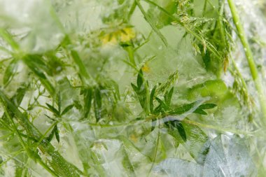 Buzda çiçekler ve yapraklar, yakın görüş 