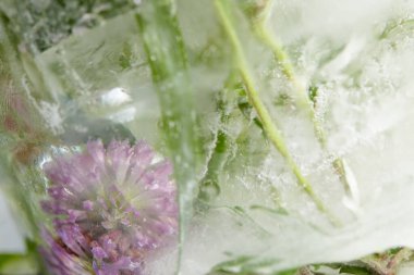 Buzda çiçekler ve yapraklar, yakın görüş 