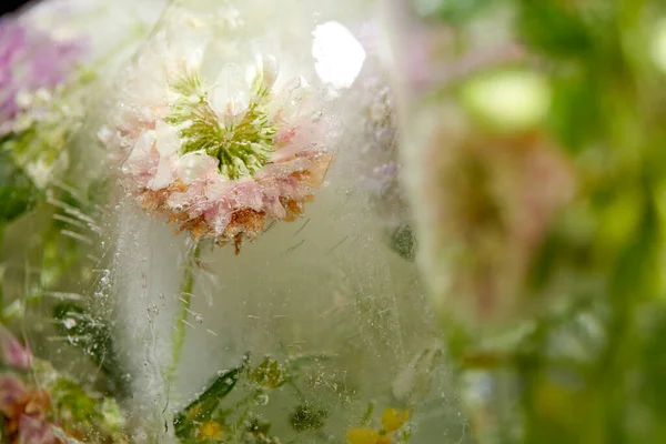 Virágok Levelek Jégben Közelről — Stock Fotó