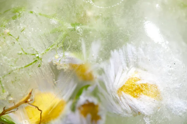 Λουλούδια Και Φύλλα Πάγο Κοντινή Θέα — Φωτογραφία Αρχείου