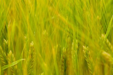 Güneşli yaz gününde tarlada yeşil buğday tarlası