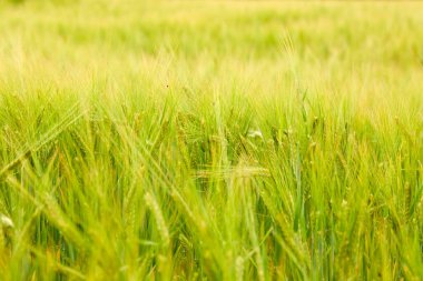 Güneşli yaz gününde tarlada yeşil buğday tarlası
