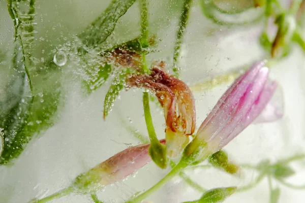 Flowers Leaves Ice Close View — Stock Photo, Image