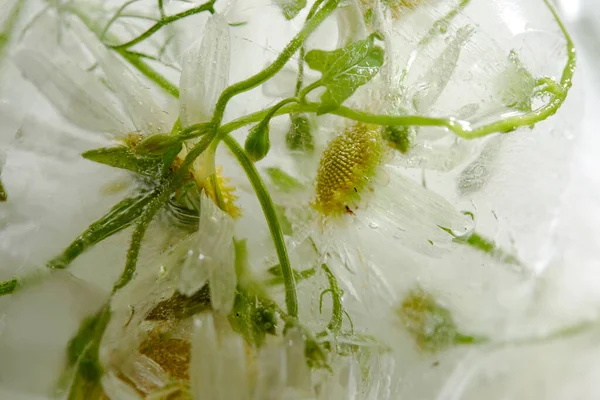 Fleurs Feuilles Dans Glace Vue Rapprochée — Photo