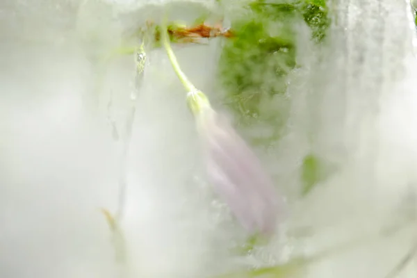 Fleurs Feuilles Dans Glace Vue Rapprochée — Photo