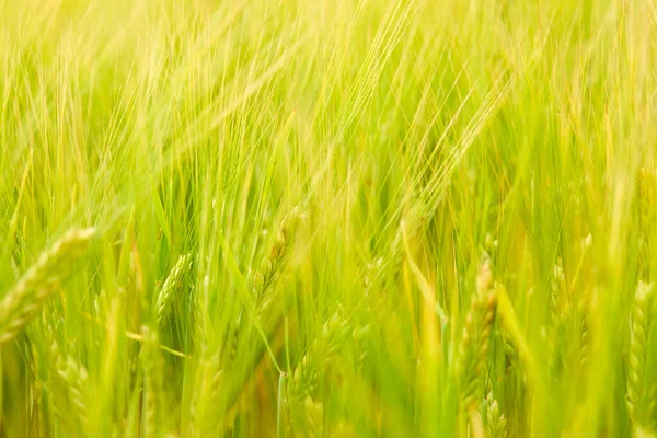 Grünes Weizenfeld Auf Dem Feld Sonnigen Sommertagen — Stockfoto