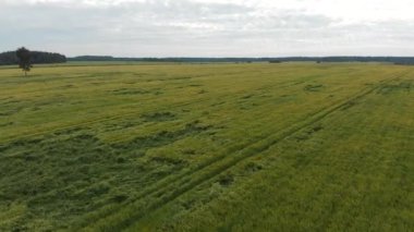 Güneşli yaz gününde tarımın havadan görünüşü