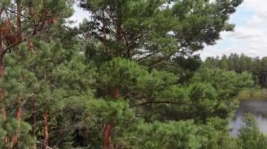 Güneşli bir günde sonsuz kozalaklı ormandaki nehir manzarası.