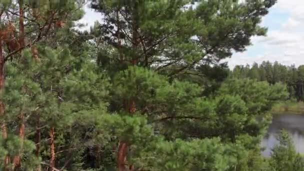 Malerischer Blick Auf Den Fluss Endlosem Nadelwald Bei Sonnigem Tag — Stockvideo