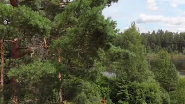 Pintoresca Vista Del Río Interminable Bosque Coníferas Día Soleado — Vídeo de stock