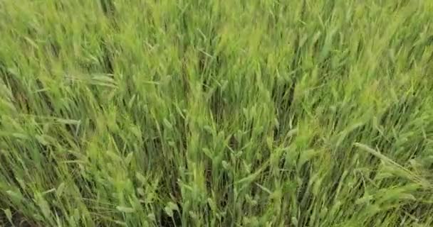 Wheat Growing Agricultural Field Sunny Summer Day Close View — Stock Video
