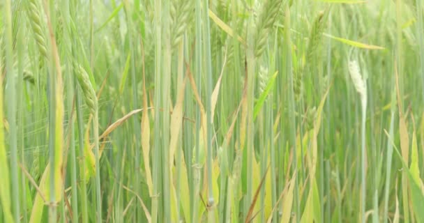 Weizenanbau Auf Landwirtschaftlichem Feld Sonnigen Sommertagen Blick Aus Der Nähe — Stockvideo