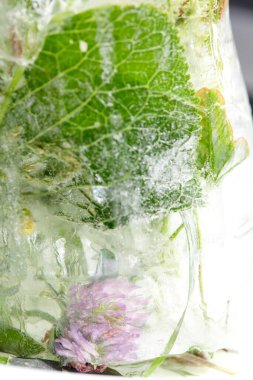 Buzda çiçekler ve yapraklar, yakın görüş 