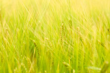 Güneşli bir günde tarlada yeşil buğday tarlası