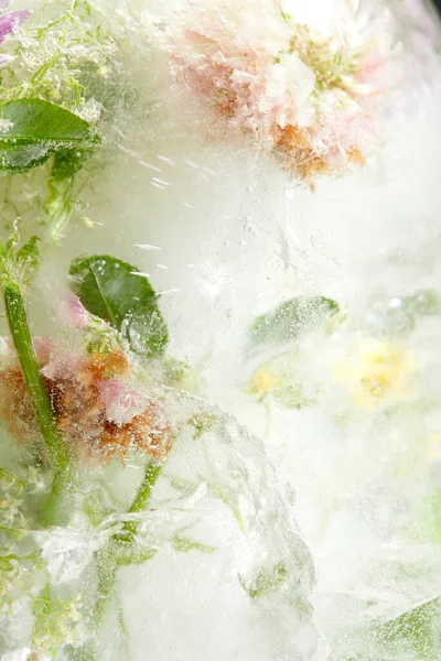 Fleurs Feuilles Dans Glace Vue Rapprochée — Photo