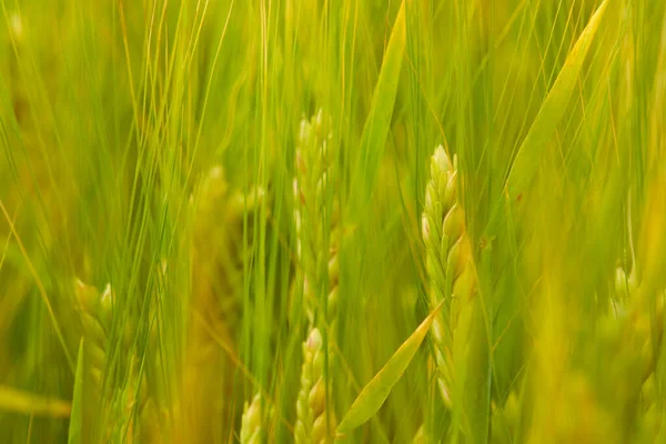 Grünes Weizenfeld Auf Dem Feld Sonnigen Tag — Stockfoto