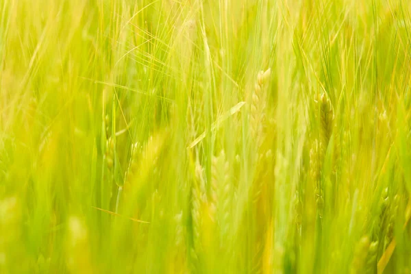 Grünes Weizenfeld Auf Dem Feld Sonnigen Tag — Stockfoto