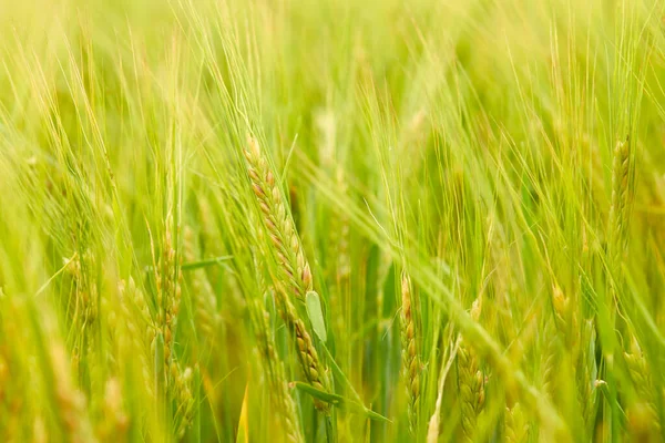 Grünes Weizenfeld Auf Dem Feld Sonnigen Tag — Stockfoto