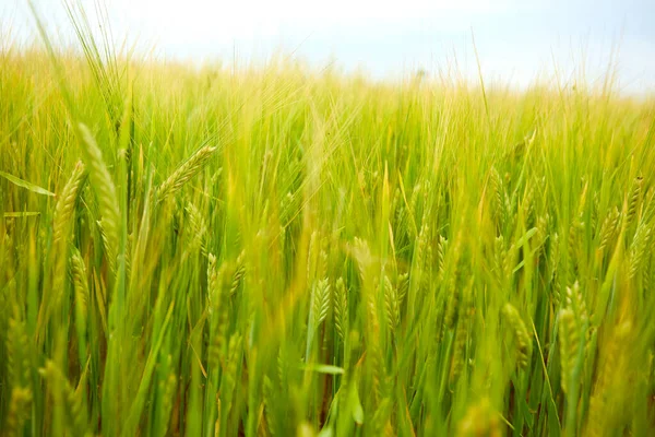 Green Wheat Field Farm Field Sunny Day — Stock Photo, Image